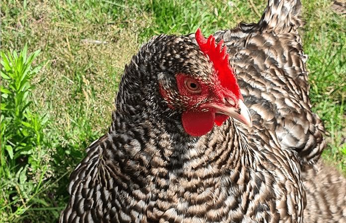 ovos galados de galinhas maline as realmente verdadeiras patas brancas