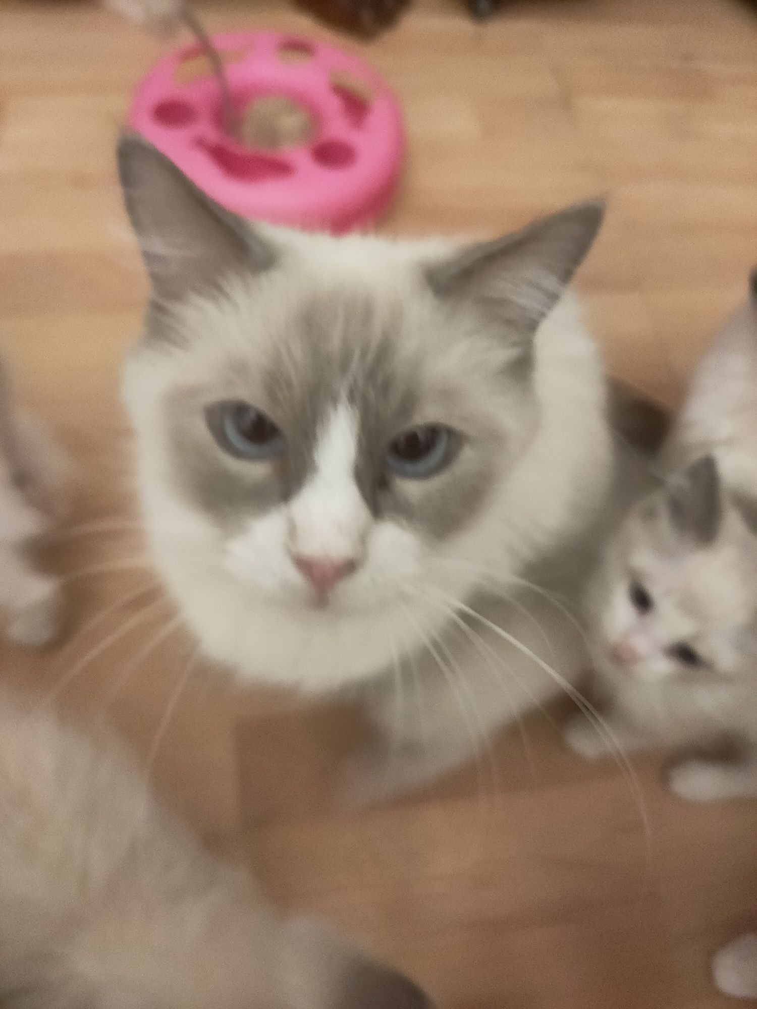 Ragdoll gotowe do odbioru