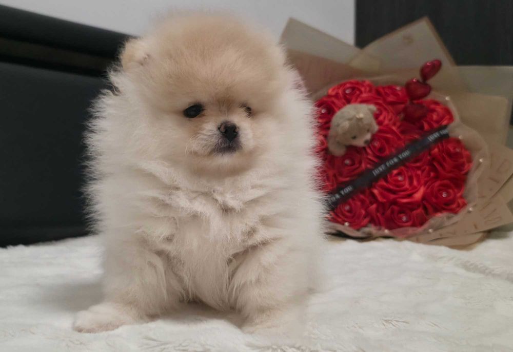 Piękna suczka  Pomeranian szpic miniaturowy kolor cream FCI