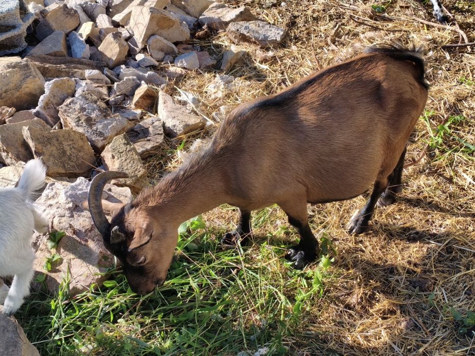 Vendo cabras anãs