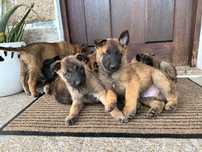 Pastor belga malinois cachorro