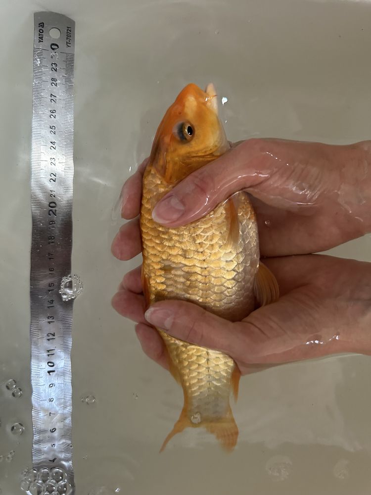 Karpie koi 25-30 cm