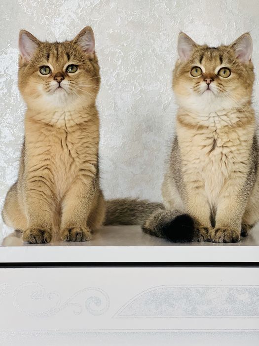 Британська золота шиншилла