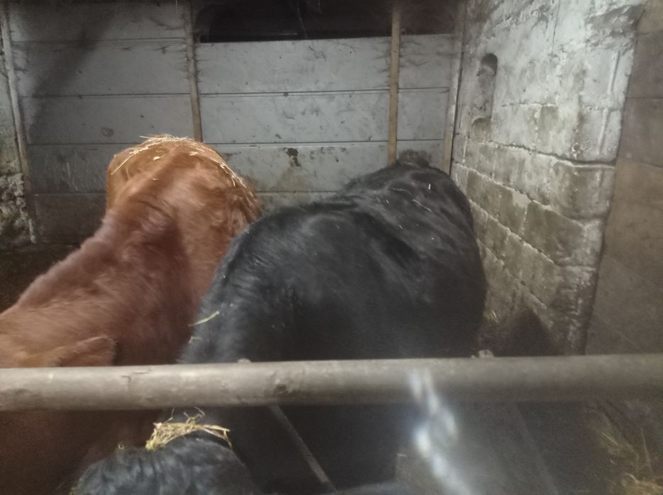 Jałówki mięsne cielne