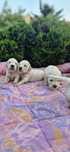 Golden Retriever FCI,  piesek zkwp