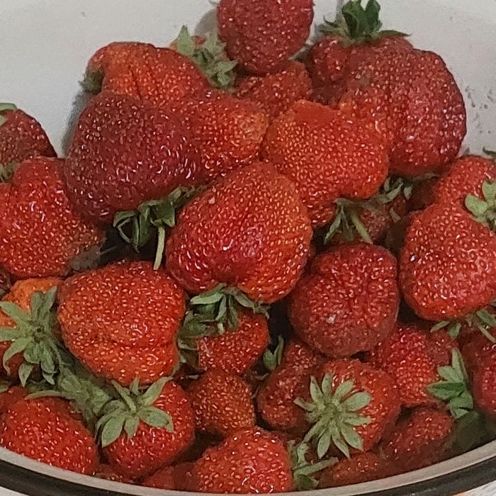 Саджанці полуниці Клері по 7 грн розсада клубника саженцы