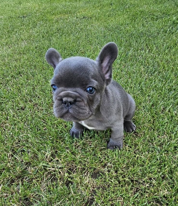 Buldog francuski