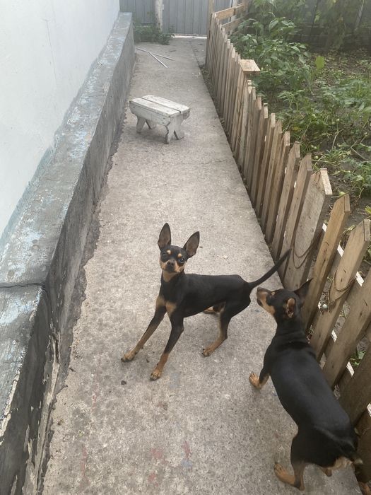 Вʼязка той терєр