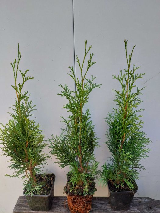 Tuja szmaragd 0,5 l doniczka -p9 20-40cm WYSYŁKA