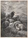 Watson: Owce w górach. Drzeworyt ilustracyjny 1902 r. oryginał