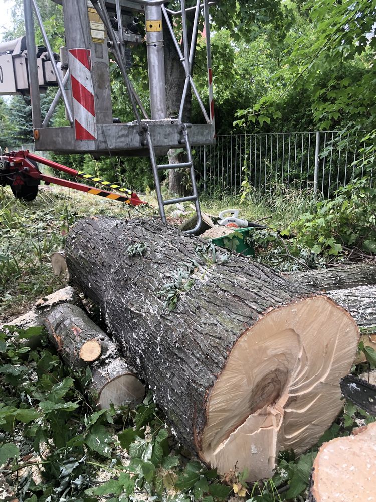 Wycinka drzew ,mycie i malowanie elewacjl( zwyżka 18-12 metrów )