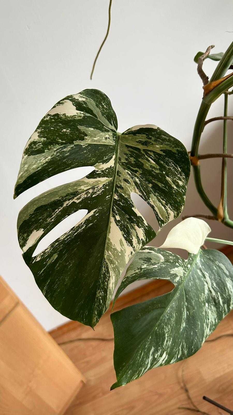 Monstera variegata 2m wysokości