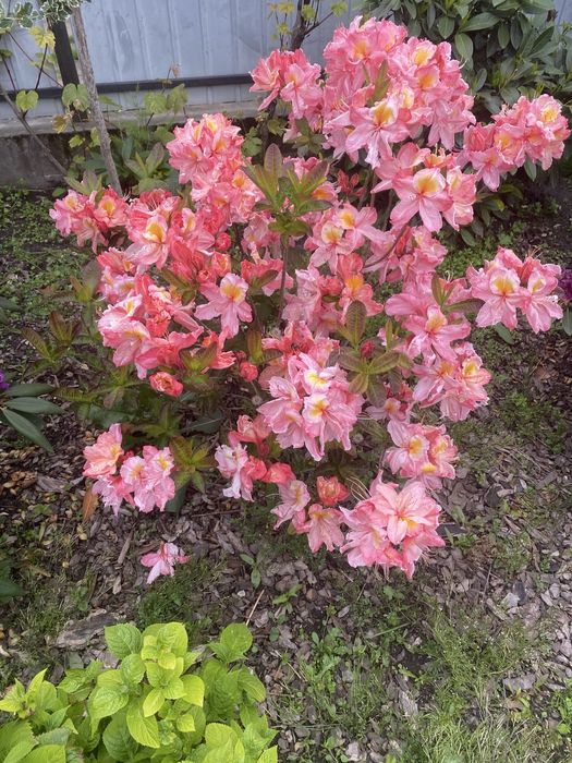 Азалія великоквіткова , морозостійка , рододендрони