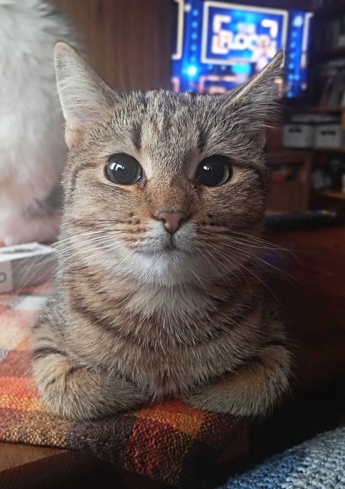 Agatek szuka Człowieka na zawsze - pomożesz :) ?