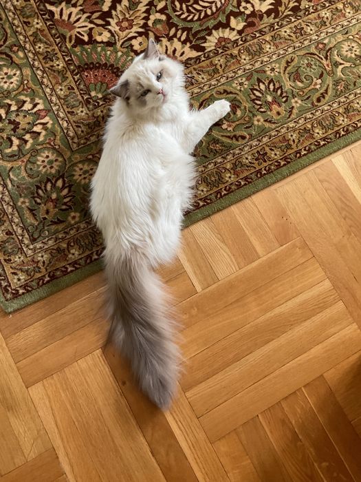 Roczny kocurek ragdoll