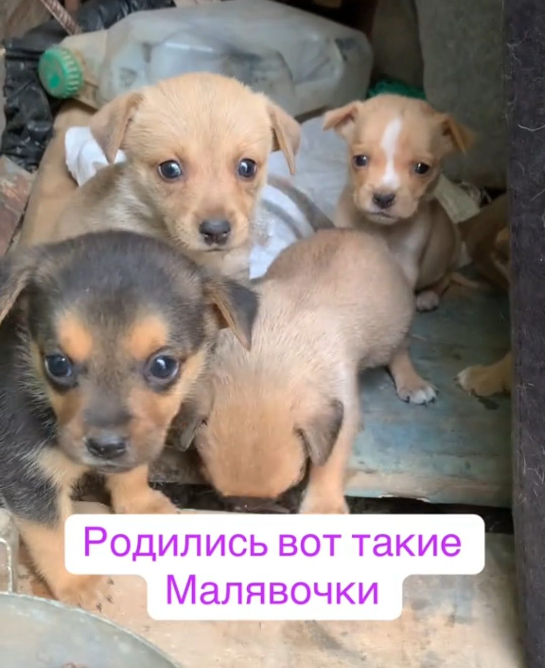Отдам даром в добрые руки щенков метисы маленькой породы