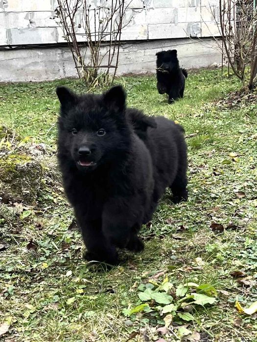 Цуценята німецької вівчарки