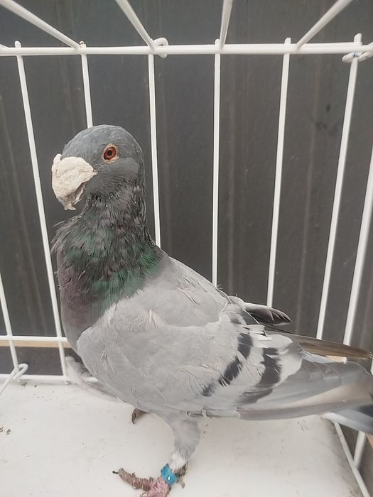 Para niemieckich wystawowych