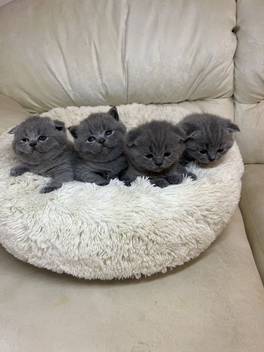 Британські блакитні кошенята