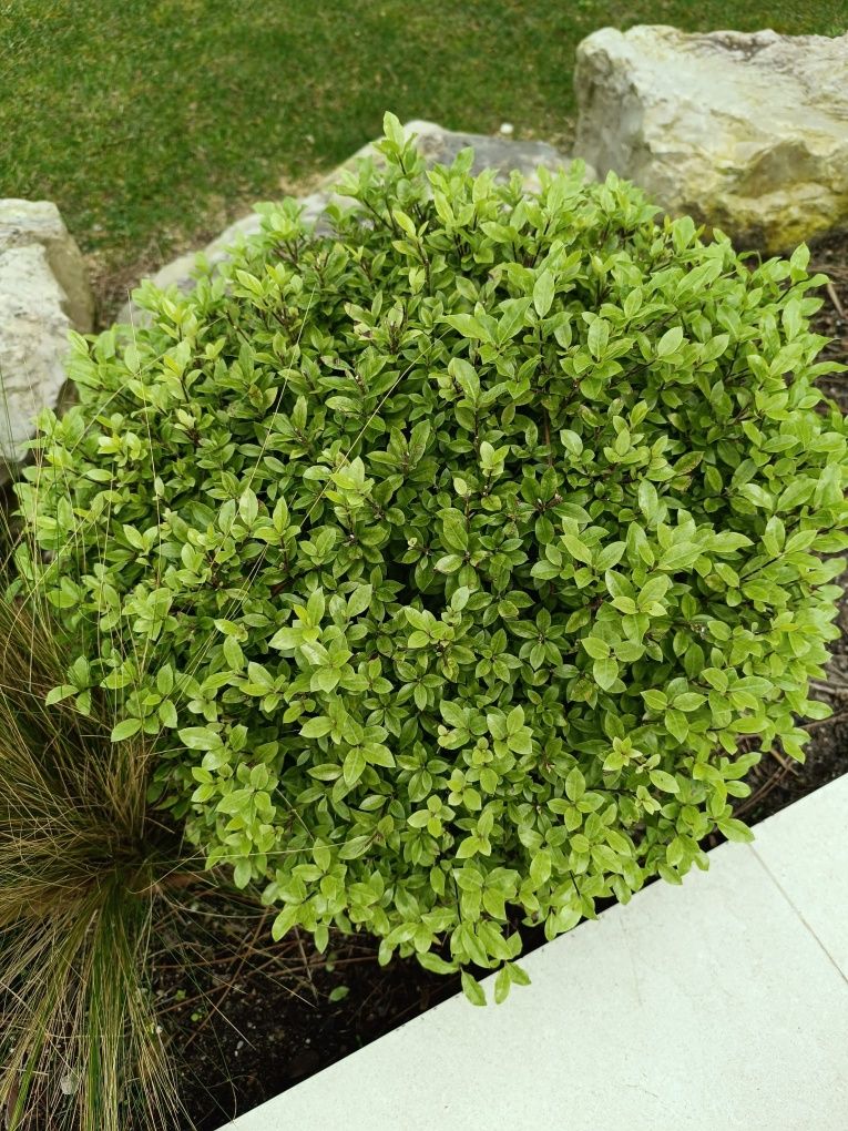 Várias plantas ,
