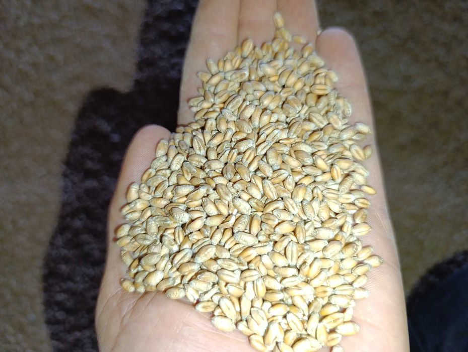 Pszenica , gnieciona pszenica w workach