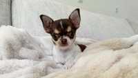 Śliczna Maleńka Dziewczynka Chihuahua z Rodowodem 1,5kg