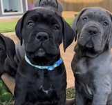 Cane corso-сірого окрасу