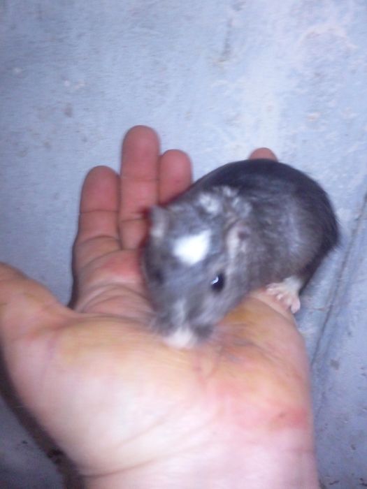 Декоративні кольорові миші піщанки