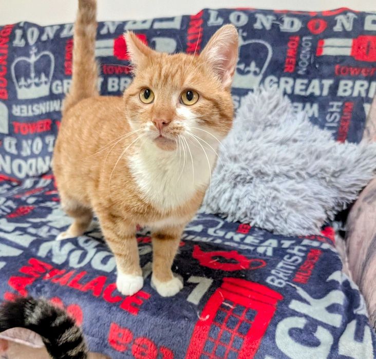 Kujawiak - duży, rudy przytulas szuka domu