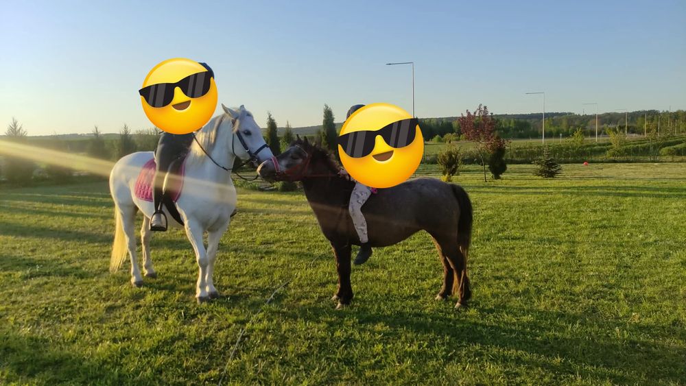 Sprzedam większego kucyka