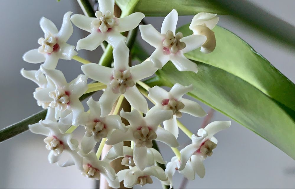 Hoya australis  cięta