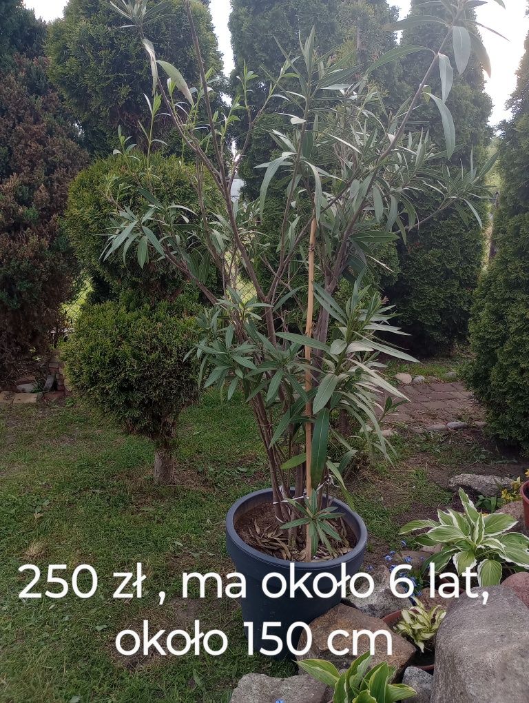 Oleander  różowy