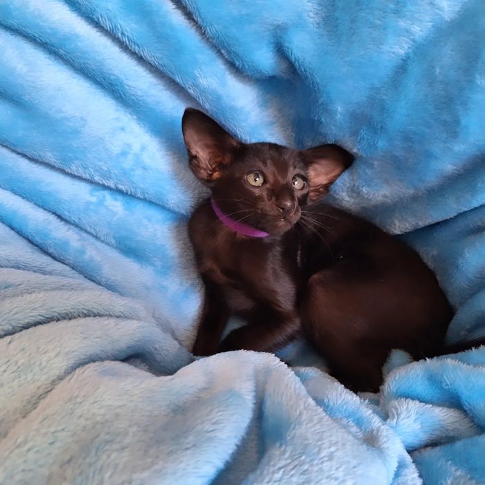 Ориентальные девочки