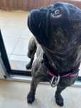 Vendo buldogue francês