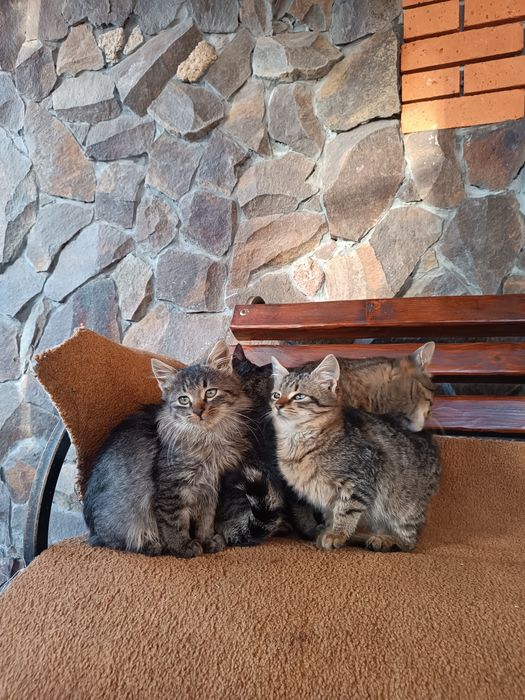 Віддаю кошенят .
