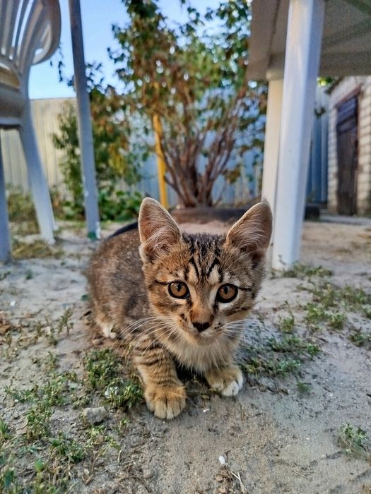 Віддам 5 кошенят безплатно