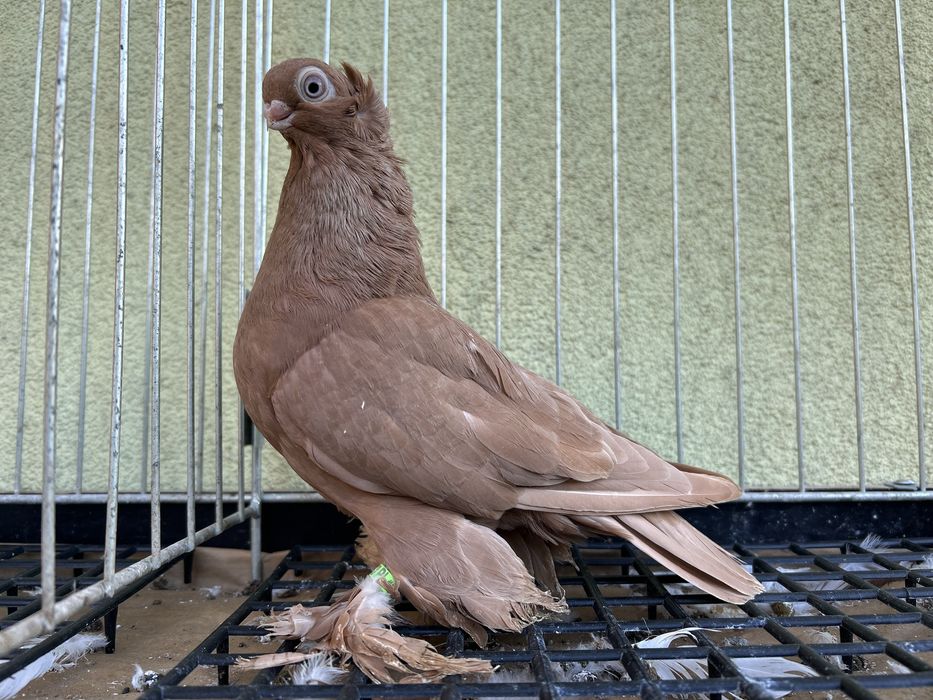 Gołębie ozdobne. Wywrotek mazurski samczyk 2025r