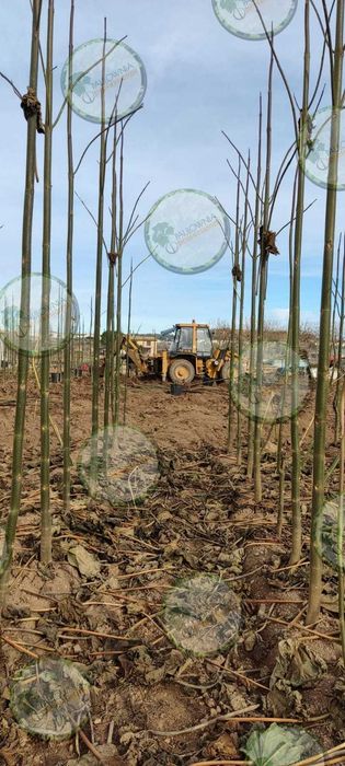 PAULOWNIA Elongata ÁRVORE para jardins, calçadas, avenidas, parques