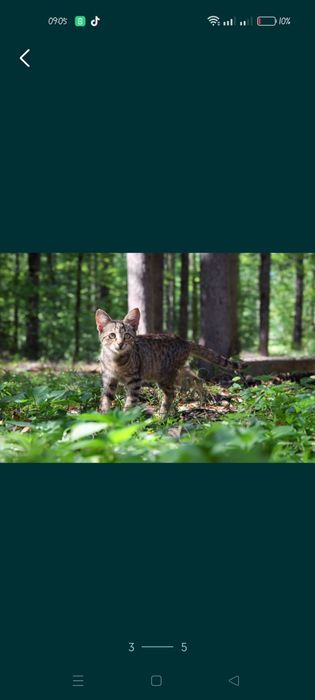Кошеня орієнтальної і Саванна ф7 дівчинка