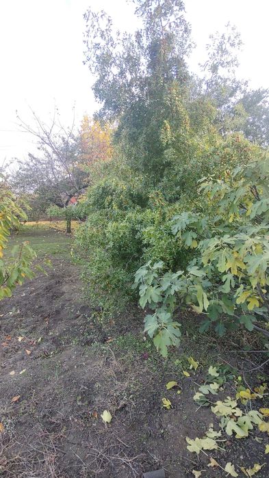 Продаю дачу за Терновкой с условиями проживания. Участок 4 сотки