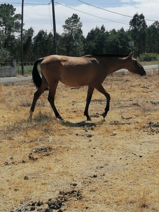 Poldra lusitana baia
