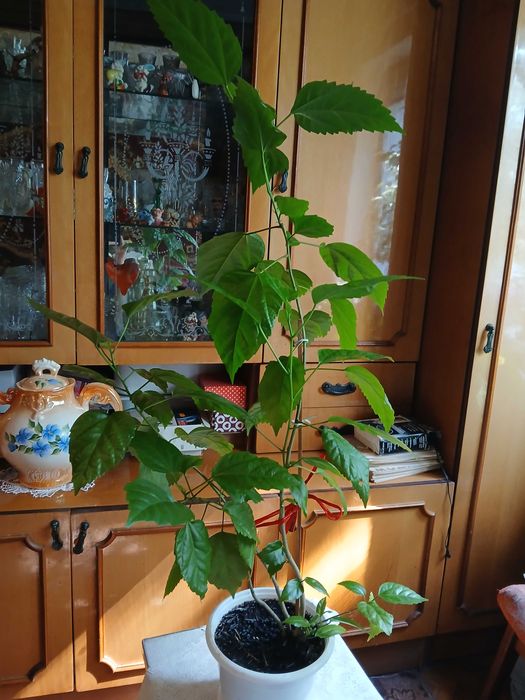 Китайська троянда гібіскус доросла квітка