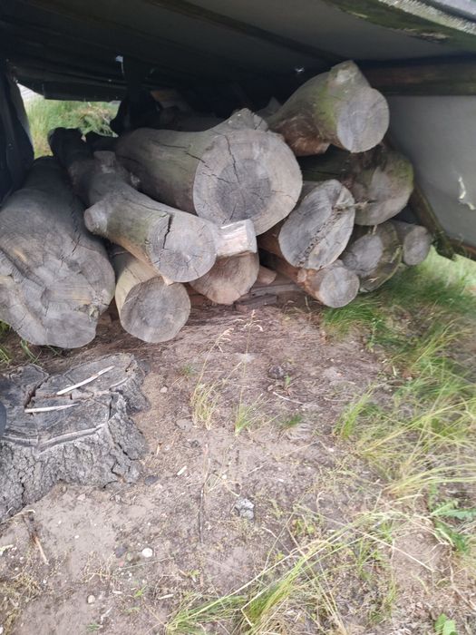 Sosna tartaczna, dłużyca okorowana. Podlaskie, okolice Suchowola.