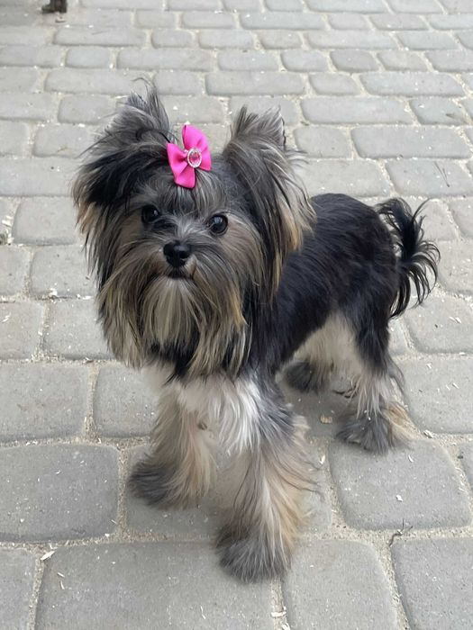 Yorkshire terrier miniaturka 1.60 kg suczka Misia paszport