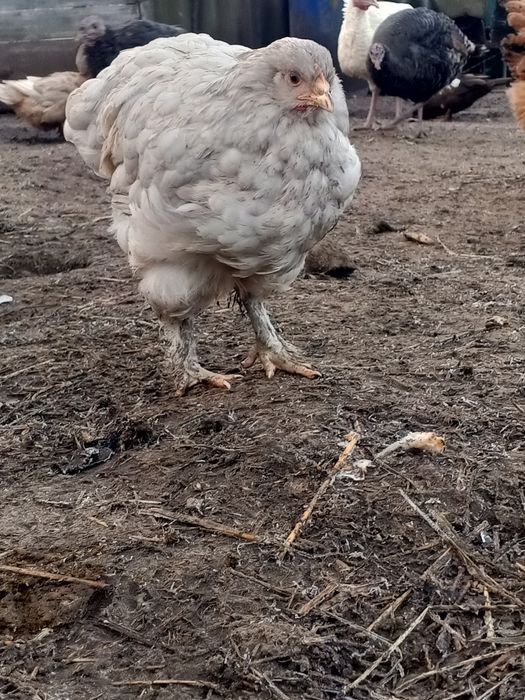 Інкубаційне яйце мішаних курей