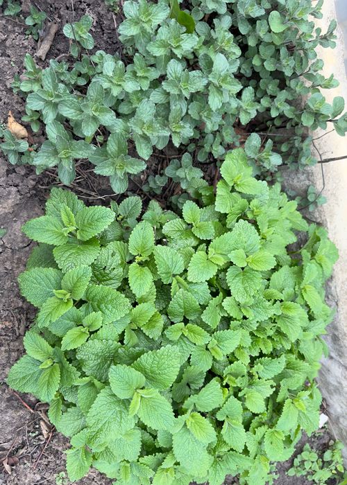 Продам набір ароматних трав :мʼяту і мелісу, 2 тімʼян а та лаванду