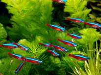 Neon cardinal ' pack 20 unidades'
