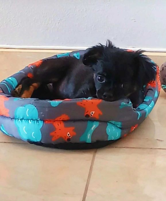 Cão filhote fêmea