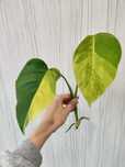 Corte fresco de monstera aurea