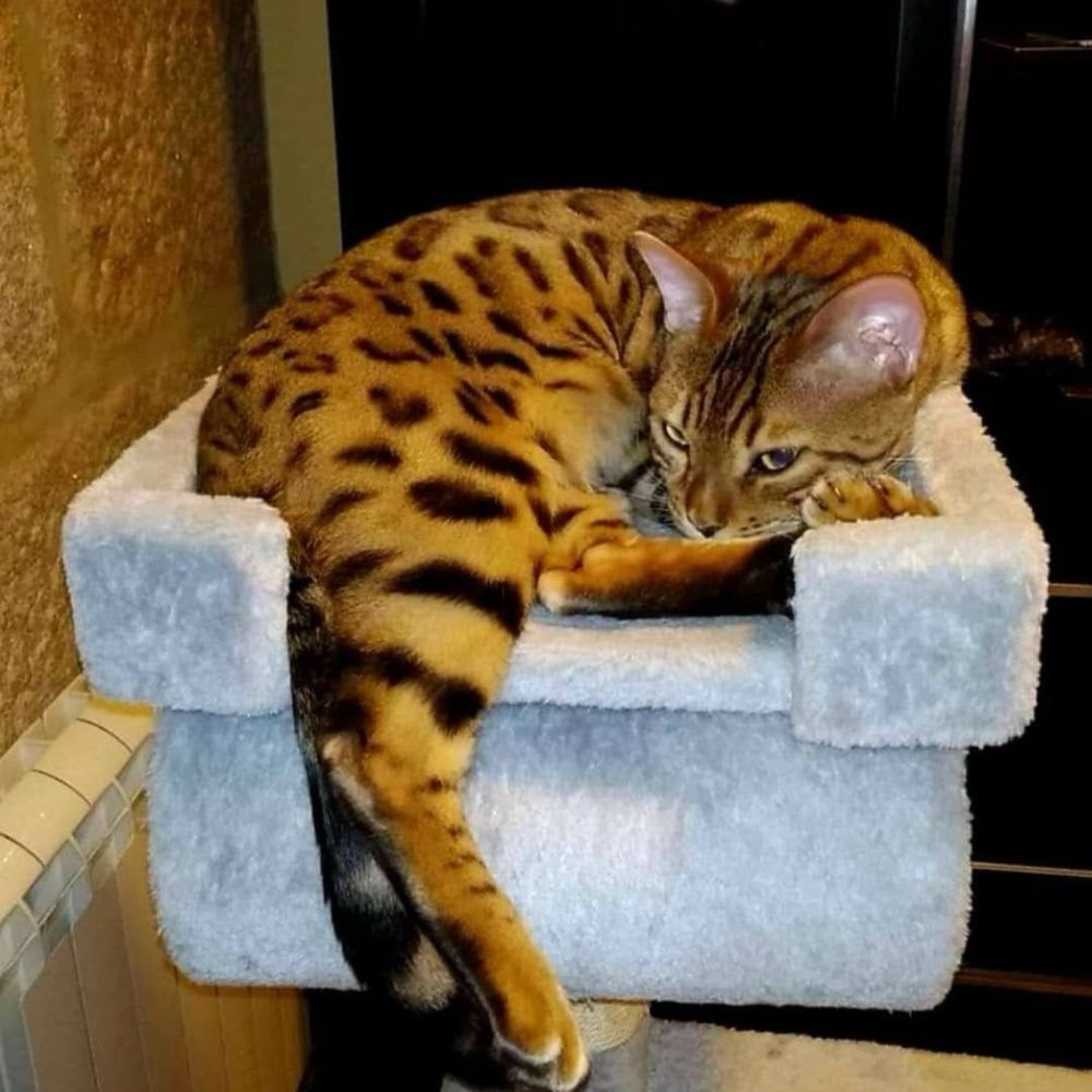 Gatinho Bengal Execelente Qualidade